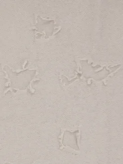 – Fransenschal aus Strickgewebe Beigegrau-Konstantin Starke Sale